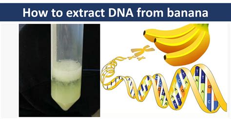extract banana dna|why does dna become visible in alcohol.